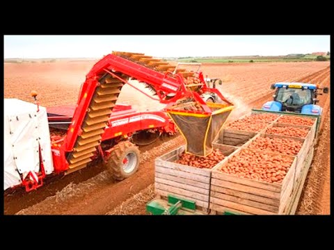 Modern Farm Harvest Machine | Carrot, Cabbage, Garlic Harvesting | Broccoli Cultivation Technology