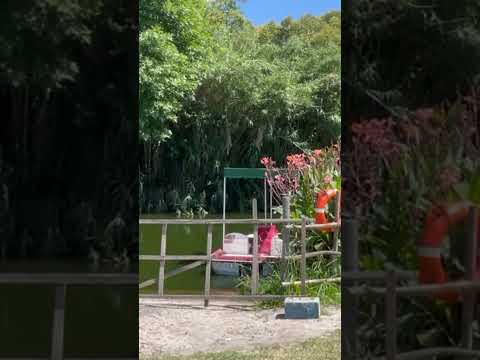 🇦🇷 Naturaleza Viva *18 #argentina #florenciovarela #naturaleza #short #parque #verano