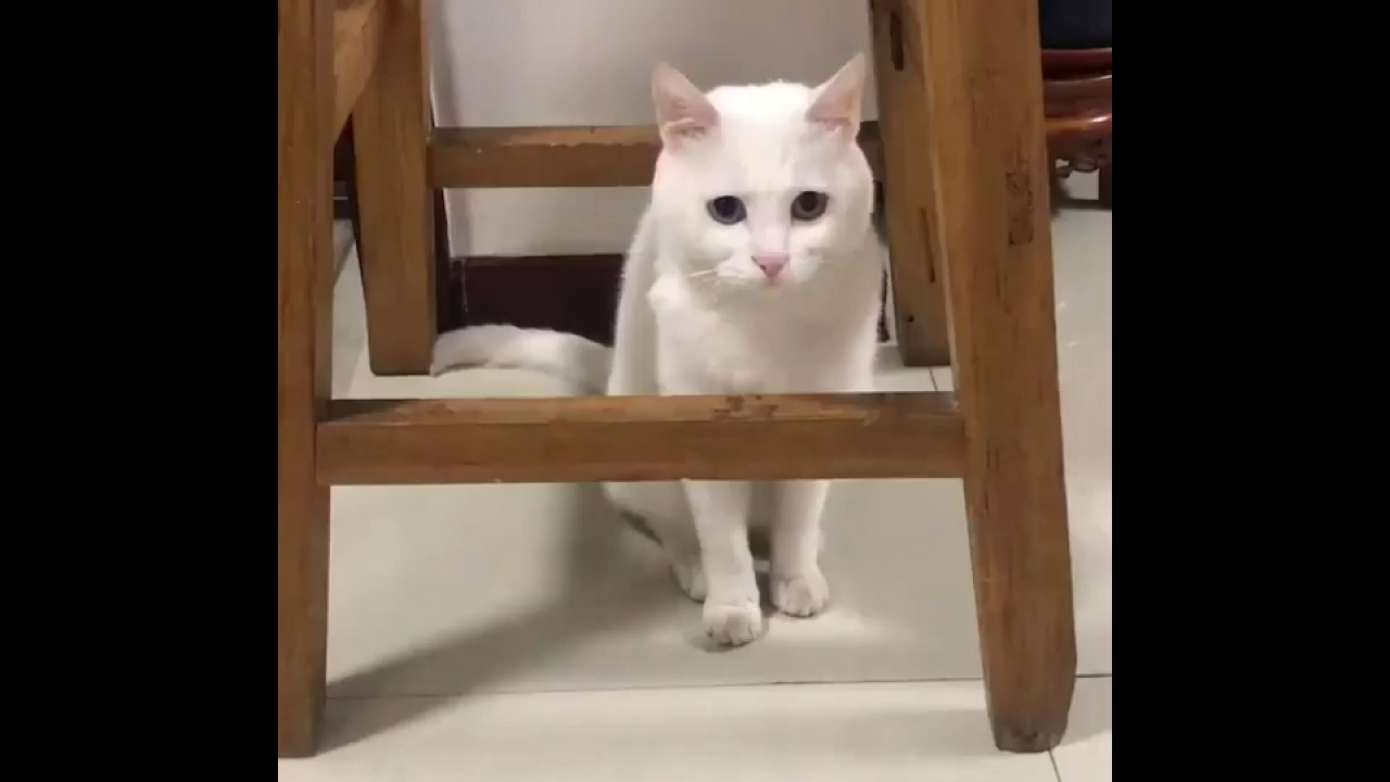 Cat.exe аварийно завершил работу