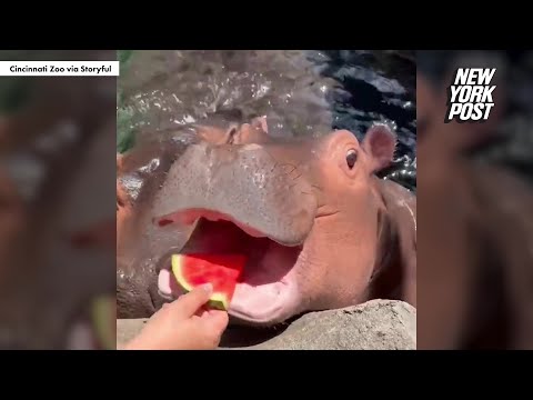 Fritz the hippo is on a watermelon sugar high
