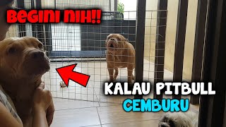REAKSI ANJING PITBULL CEMBURU BERAT - JEALOUS PITBULLS