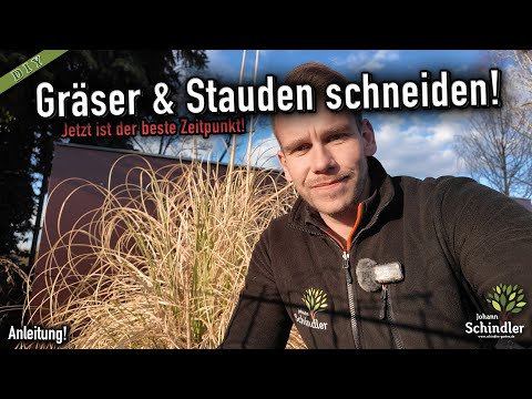 Properly prune/propagate grass and perennials – now is the right time! [Instructions]