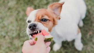 Can Dogs Eat Watermelon