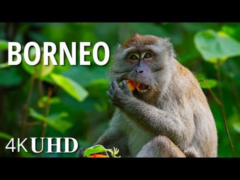 BORNEO (1 HOUR) - Nature and Wildlife 4K, 60fps