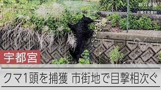 宇都宮市でクマ1頭を捕獲　住宅敷地内で発見　市街地で目撃相次ぐ