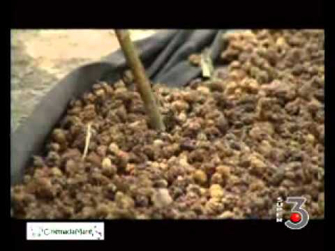 CinemadaMare in tv - Ospite Firouzeh Usufzay