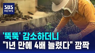 '뚝뚝' 감소하더니.."1년 만에 4배 늘렸다" 깜짝 / SBS