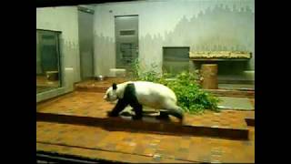 パンダ.リンリン.日本.東京.上野動物園.大貓熊陵陵 (2006年 )