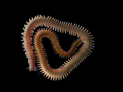 What are Annelids?