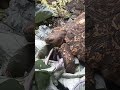 #tortoise #tortoise