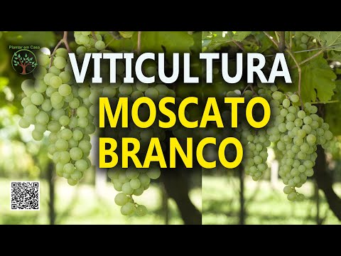 , title : 'Moscato Branco Ícone do Moscatel Brasileiro ( EMBRAPA )'