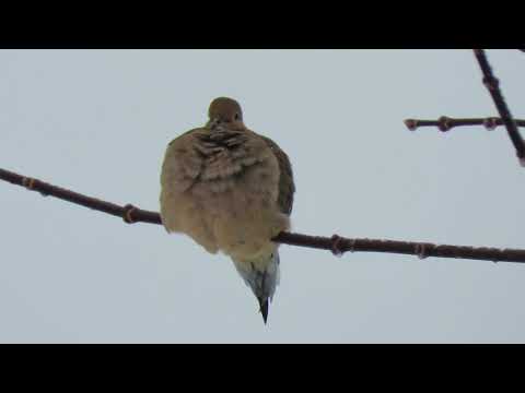 Mourning Dove fluffing up to keep warm on a January day in PEI    © Denise Motard