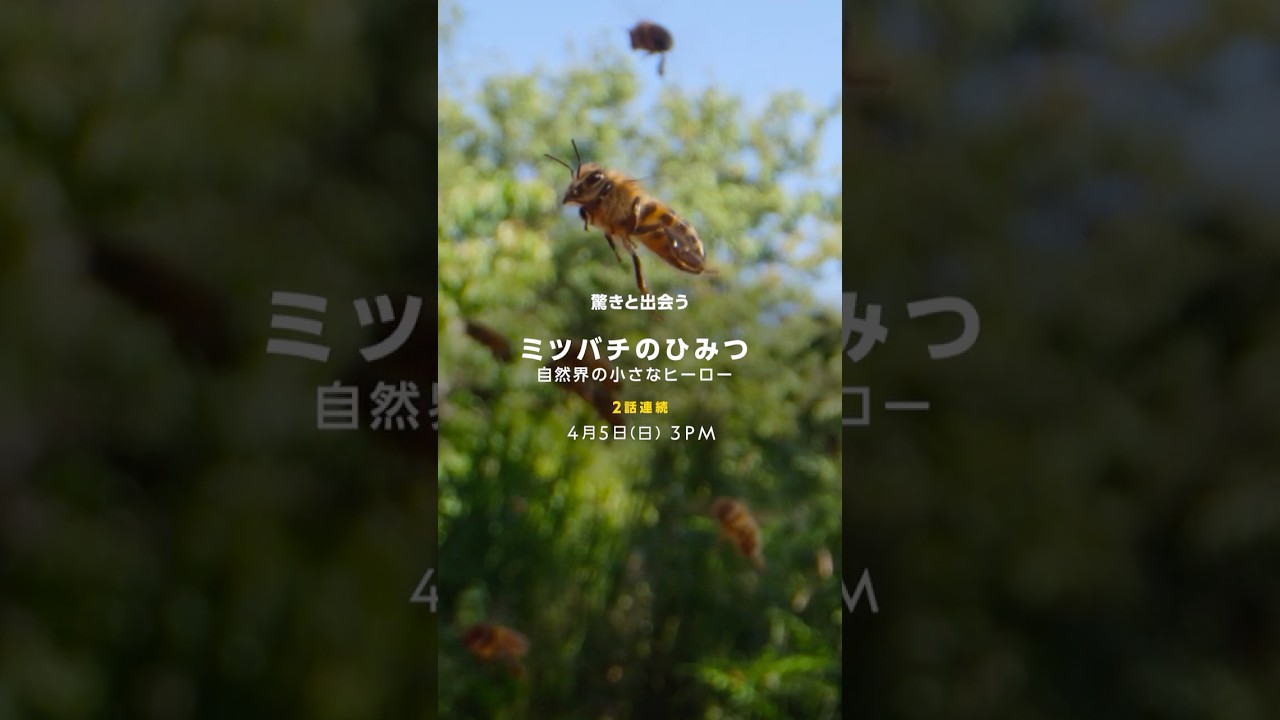 ミツバチのひみつ：自然界の小さなヒーロー – 予告編 | ナショジオ
