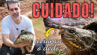 TARTARUGA MORDEDORA E JACARÉ-ANÃO: nunca toque neles