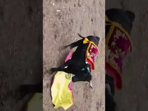 Canton tisaleo provincia de Tungurahua comunidad chilco la Esperanza