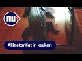 Vrouw in Florida vindt alligator van ruim 3 meter in haar keuken