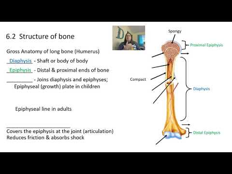 Skeletal system and bone tissue