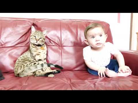 Baby and Cat Fun and Fails - baby baby Video