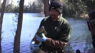 How to handle a frozen iguana