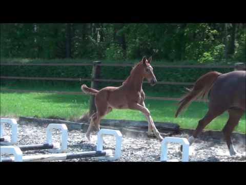 *2017 Hengstfohlen von Bernay - Faveur