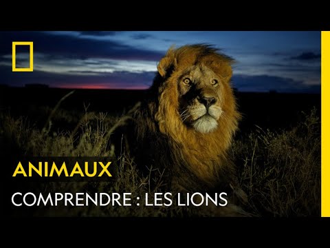 , title : 'COMPRENDRE : Les lions'