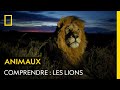 COMPRENDRE Les Lions