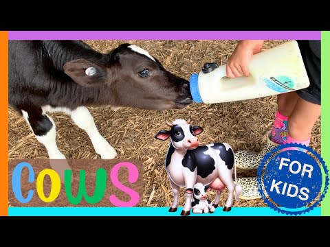 All about COWS FOR KIDS🐄. Fun Facts About Cows for Toddlers🐮 Educational Baby Cow Videos