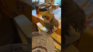 Download lagu 🤪😅 #konacam #parrotlife #cockatiel #funnybirds #stayhydrated #cutebirdvideos #birdwatching #parrot mp3