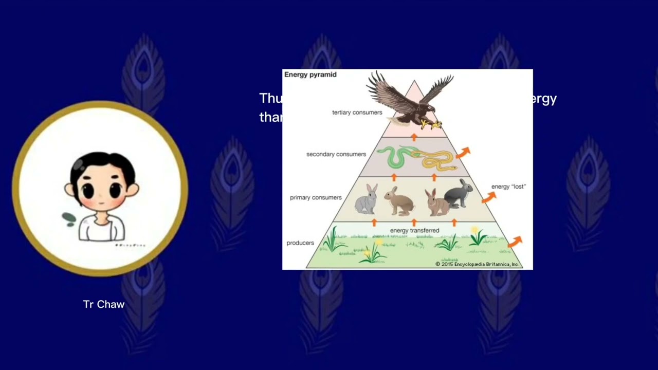 Lesson 12 - Food Web