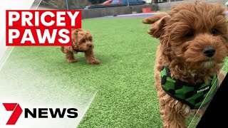 How to find a pet dog on a budget in Australia | 7NEWS