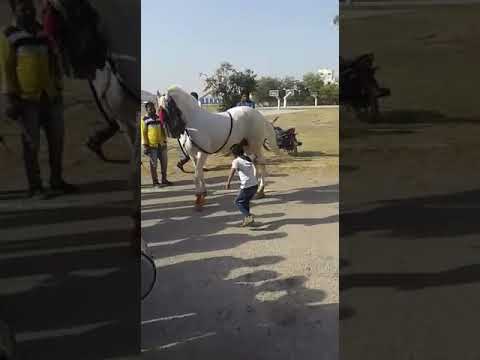 Horse dansing