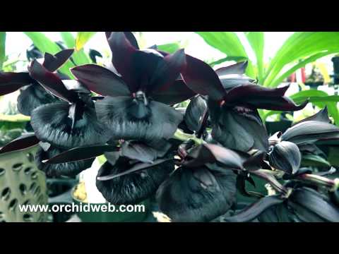 OrchidWeb - Monnierara Millennium Magic 'Witchcraft' FCC/AOS (The Black Orchid!)