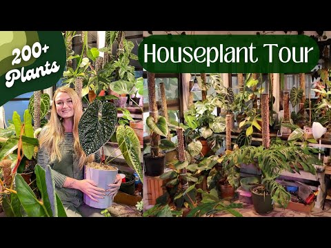 Houseplant Tour | My Entire Plant Collection | 200+ Plants!