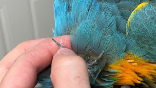 Opening Parrot's Pin Feather