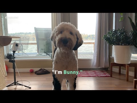 Bunny the Dog Can Talk! | Localish