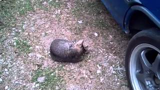 Why you so afraid? I just wanna pet you...