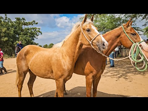 FEIRA DE CAVALOS DE ALTINHO PE, OS MELHORES ANIMAIS DO DIA, SÁBADO, (06/12/25)