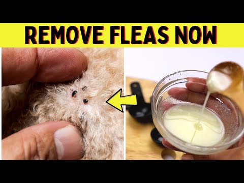 Coconut Oil for Fleas on Dogs and Cats - Natural Flea Repellent