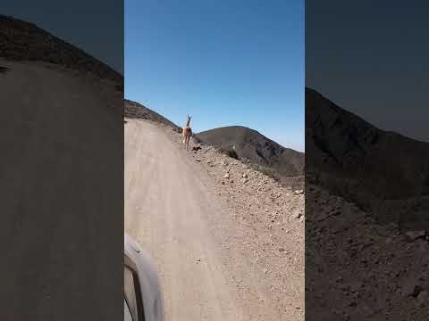 Encuentro cercano con guanacos #mendoza #animalshorts  #animales #argentina #animals