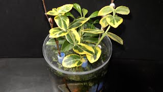 Growing Spindles plant in water