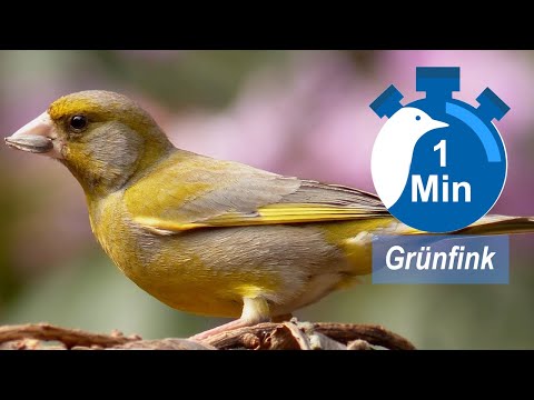Ein Vogel, eine Minute - Grünfink