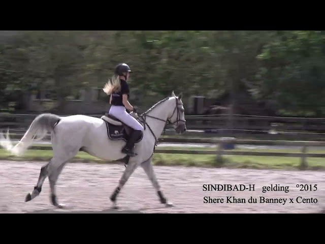 Shere Khan du Banney x Cento