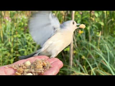 Hand-feeding Birds in Slow Mo - Tufted Titmice
