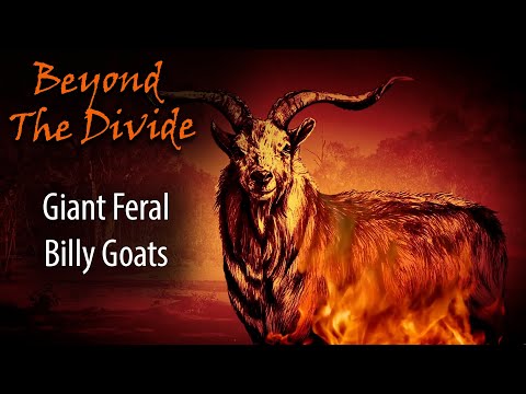 Giant Feral Goats | Beyond The Divide - S6 Ep 4