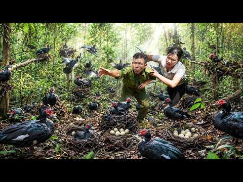 72 Hours Discovering Hundreds of Wild Muscovy Duck Nests | Harvesting Giant Eggs for Market! 🦆🌿