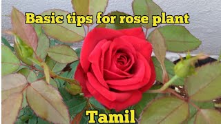 Basic tips for rose plant in Tamil/rose plant tips in Tamil