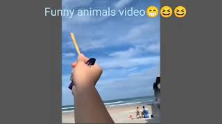funny animal videos | funny animals | funny dog videos | funny cat vidos