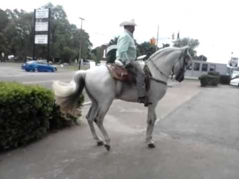Andalusian Horse Dancing