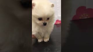 ポメラニアンの動画01