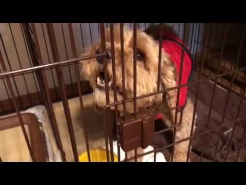 会計学科 愛犬やまと 最期の写真動画